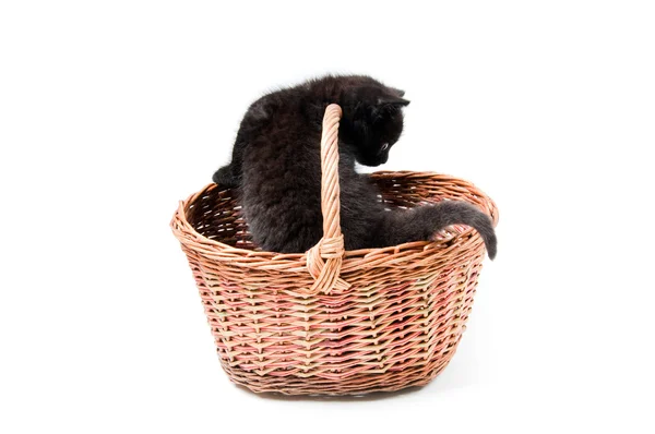 Lilla söta kattunge i korg — Stockfoto