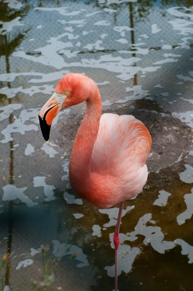 Flamingo — kuvapankkivalokuva