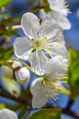 Cherry-tree blossoms clipart