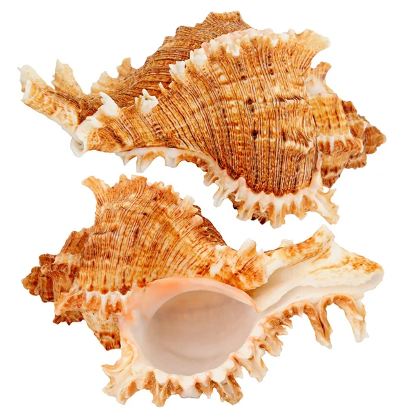 stock image Seashell