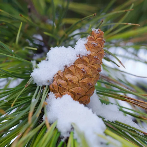 Stock image Fir cone