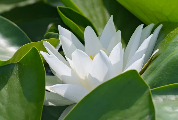 Белая лилия среди зеленого листка — стоковое фото