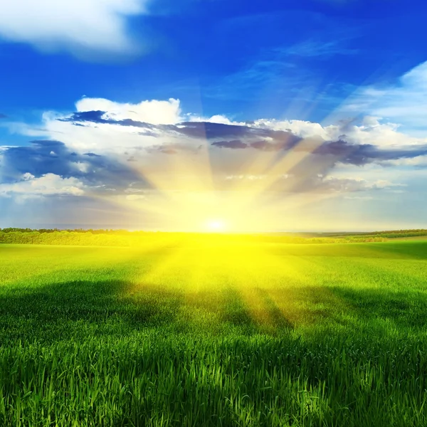 Sunrise over a spring meadow — Stock Photo, Image