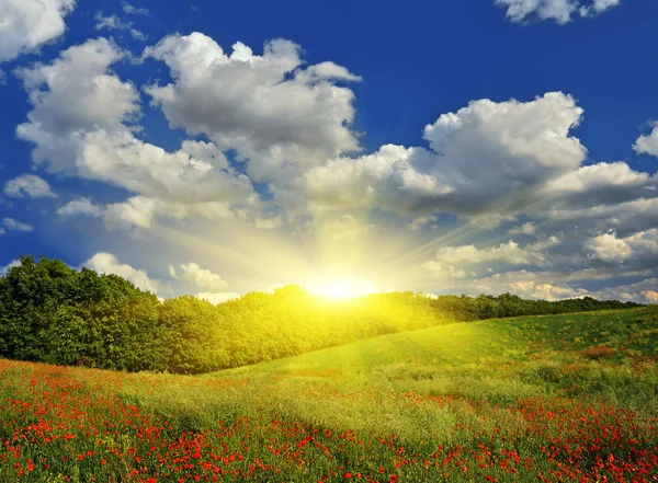 Sunrise over the spring meadow — Stock Photo, Image