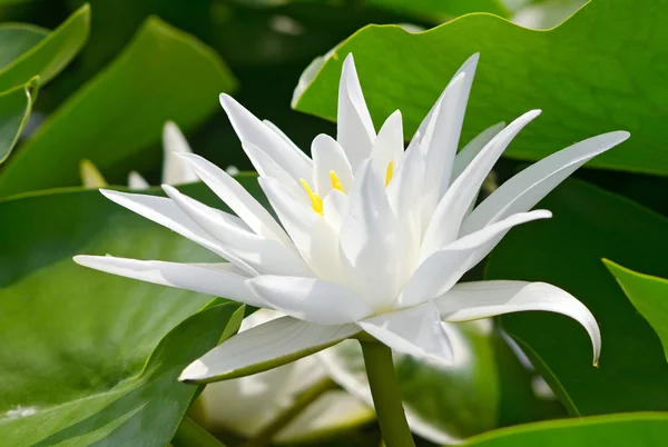 Белая лилия — стоковое фото