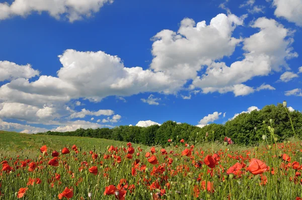 Spring sunny day on a green meadow — Stock Photo, Image