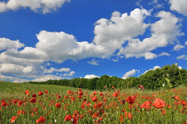 Dia ensolarado de primavera em um prado verde — Fotografia de Stock