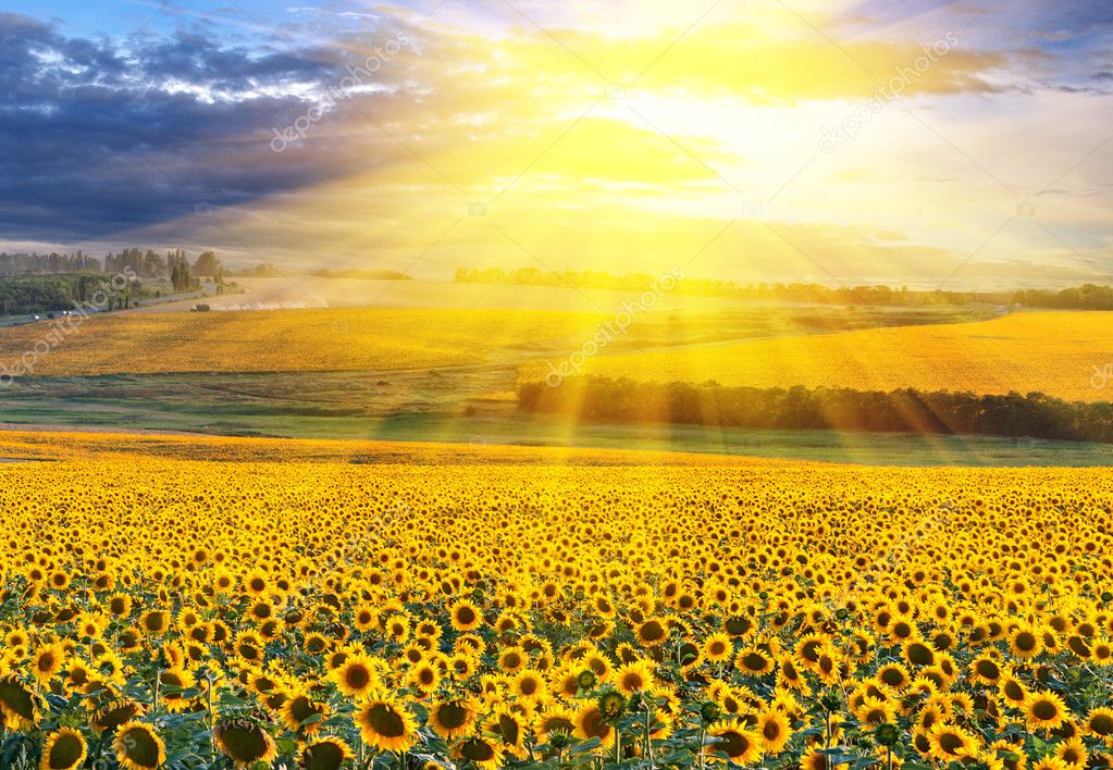 Girasoles al atardecer fotos de stock, imágenes de Girasoles al atardecer  sin royalties | Depositphotos