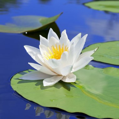 White lily with green leaves clipart