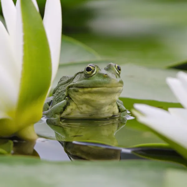 Marsh frog among white lilies — Stock Photo, Image