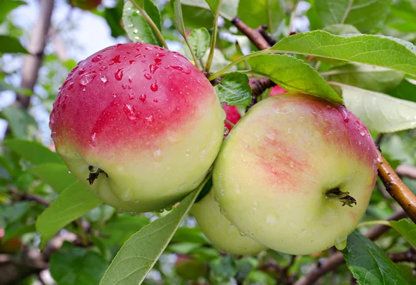 Jablka rostou na větvi — Stock fotografie