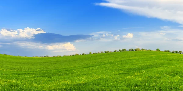 Dia ensolarado de primavera em um prado verde — Fotografia de Stock