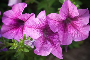 Gül Petunya çiçek