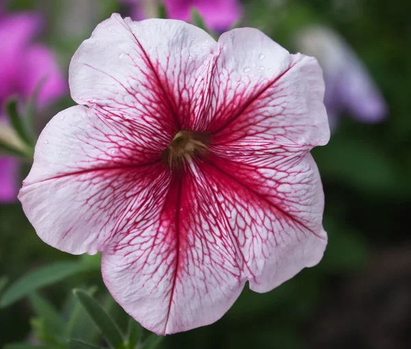 Flor con petunia roja y blanca — Foto de Stock