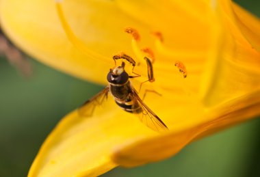 eristalis tenax. küçük netlik derinliği