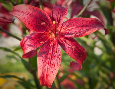 Yağmur damlaları içinde Tiger lily (lilium lancifolium, eşanlamlı l. tigrinum).