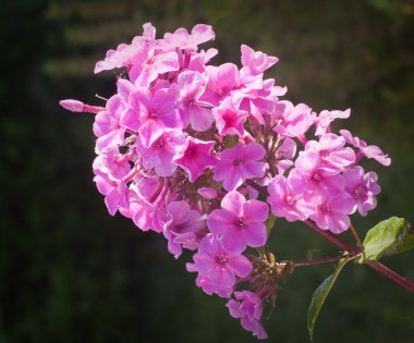 güzel pembe phlox çiy sabah ışık ile kaplı.