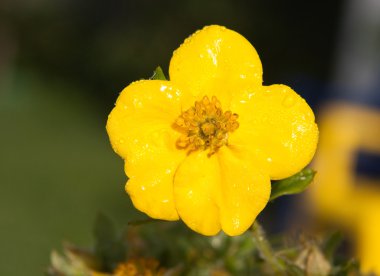 Evening Primrose (Oenothera Biennis) flower clipart