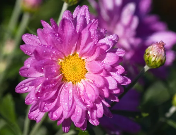 Crisantemo rosa cubierto de rocío en la luz de la mañana — Foto de Stock
