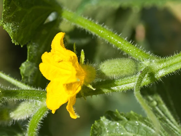 Pepino pequeño con flor y zarcillos —  Fotos de Stock