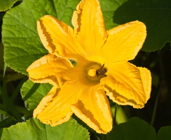 A picture of a yellow pumpkin squash blossom with a bumble bee i
