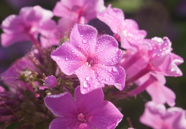 Hermoso flox rosa cubierto de rocío en la luz de la mañana —  Fotos de Stock