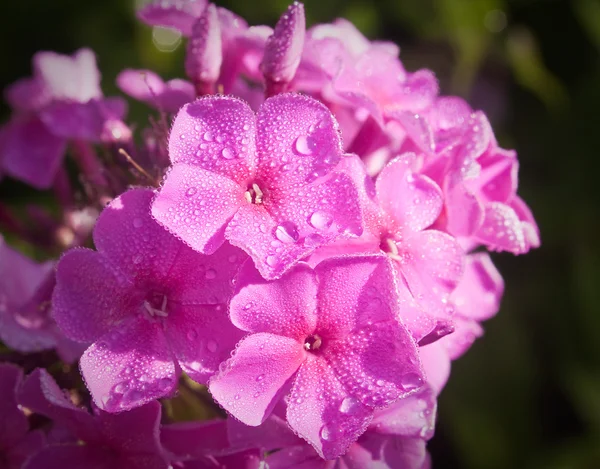 Krásné růžové Phloxe pokryté rosou v ranním světle — Stock fotografie