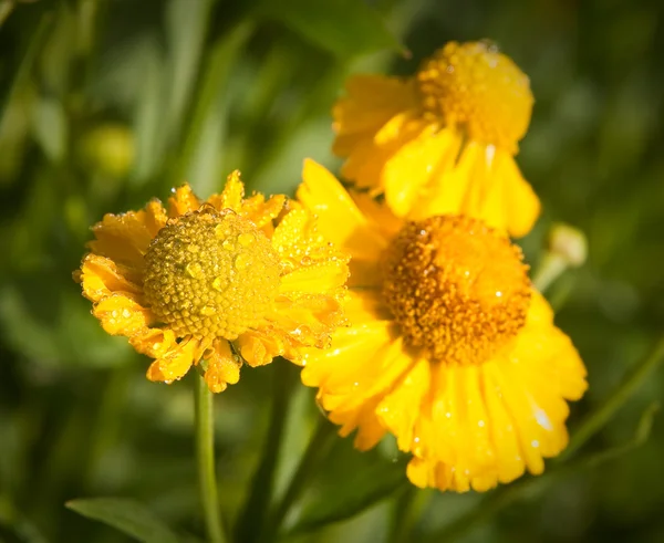 노란 Helenium 꽃의 클로즈업 — 스톡 사진