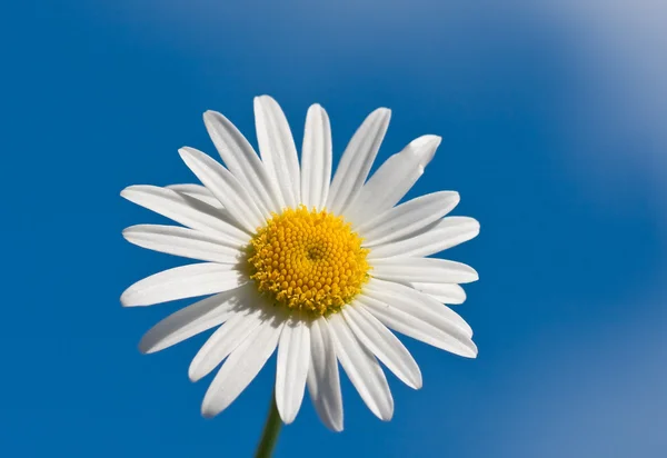 stock image Chamomile on blue sky background, selective focus