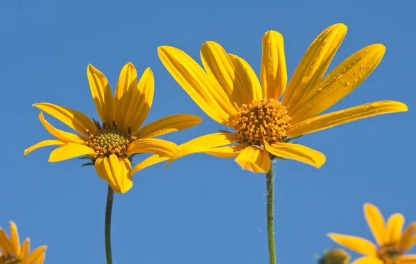 黄色的野花，对蓝蓝的天空 — 图库照片