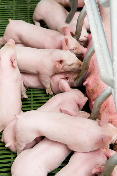 Momma varken feeding baby varkens — Stockfoto
