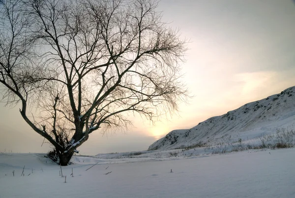 Yalnız ayakta günbatımı kış ağaç — Stok fotoğraf