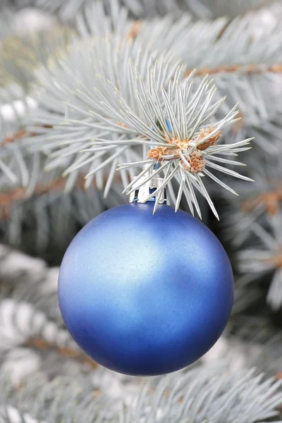 Fur-tree blue Stock Image