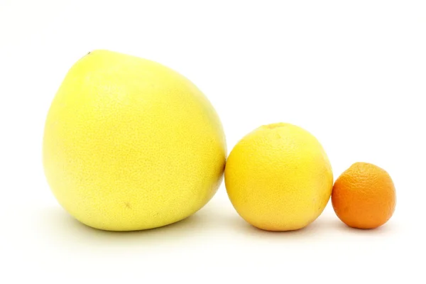 The family of citrus — Stock Photo, Image