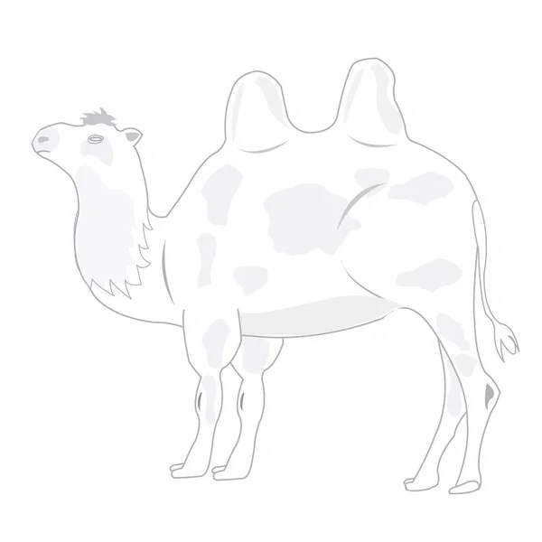 Desenho do camelo sobre fundo branco — Vetor de Stock