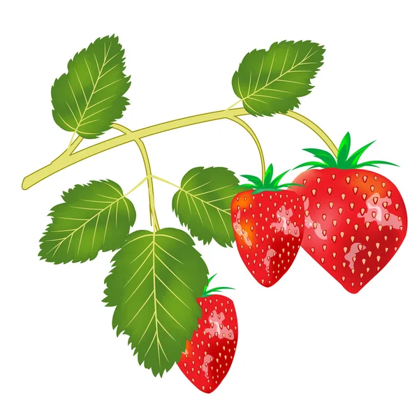 莓果草莓 — 图库矢量图片