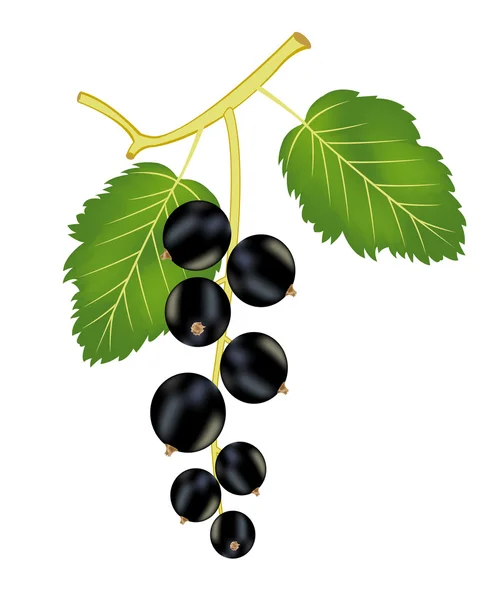 Gren av den svarta vinbär — Stock vektor