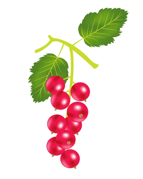 Berry madeira azeda no fundo branco —  Vetores de Stock