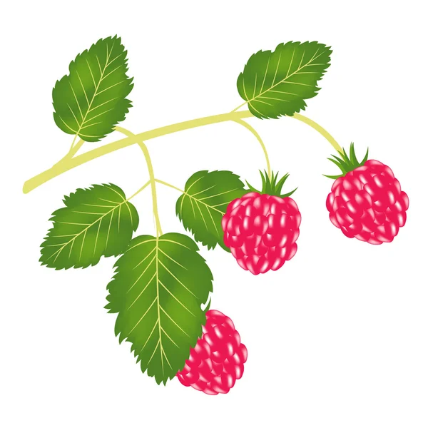 Branch of the ripe raspberry — Stock Vector