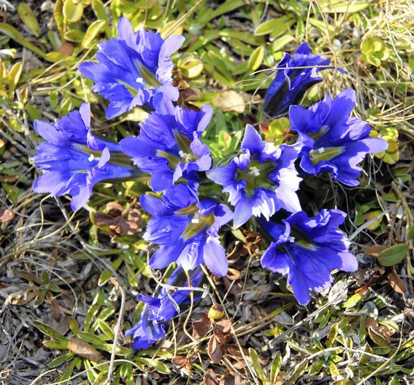 Blue flowerses in tundra — Stock Photo, Image