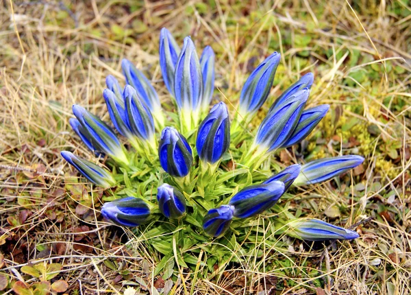 Blauwe flowerses — Stockfoto