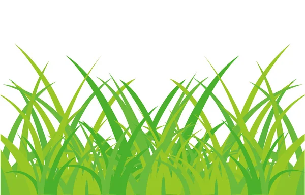 Hierba verde sobre fondo blanco — Vector de stock