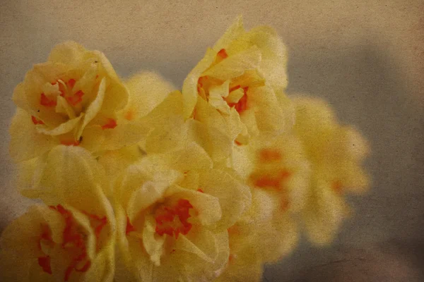 Άνθη άνοιξη — Φωτογραφία Αρχείου