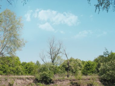 güzel sahne, ormanlar Ukrayna