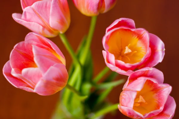 Bild mit rosa Tulpen — Stockfoto