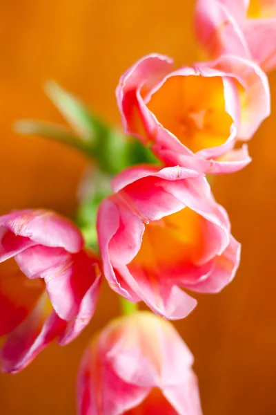 图像与粉红郁金香 — 图库照片