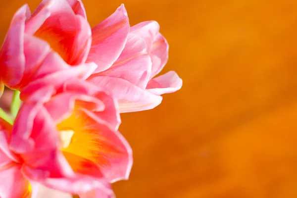 Image with pink tulips — Stock Photo, Image