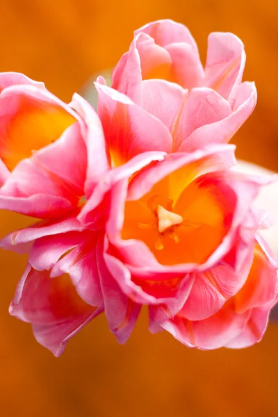 Imagem com tulipas rosa — Fotografia de Stock