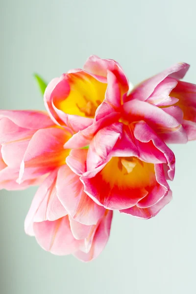Image with pink tulips — Stock Photo, Image