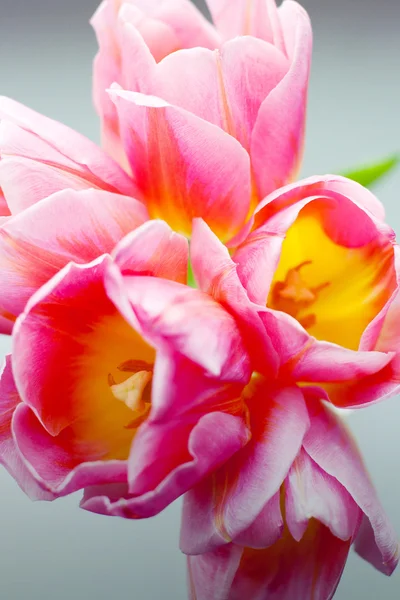 Immagine con tulipani rosa — Foto Stock